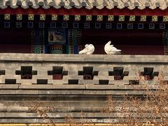 -天津大悲禅院
