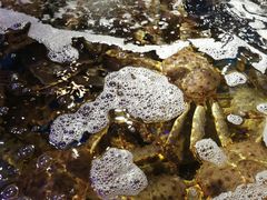 -蟹之国·精品蟹料理(极地店)