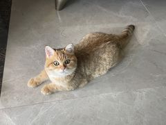 -喵zoo家庭繁育猫舍(尖东智能花园店)