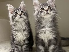 -lincat·猫舍(广州店)