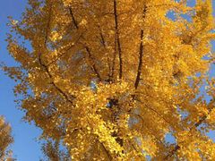 -武汉大学图书馆·文理学部总馆