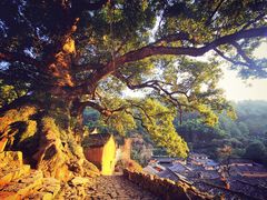 -杨家堂村