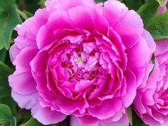 -溪岸路花鸟市场