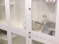 -青奢宠物·青奢猫舍