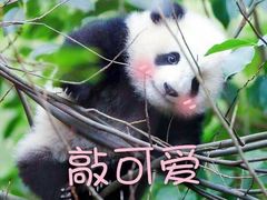-御抹茶
