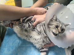 -达爱动物医院·犬猫分区·CT·复杂眼科(远洋山水分院)
