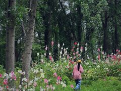 -昆山城市生态森林公园