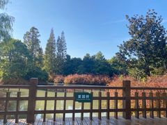 -上海滨江森林公园