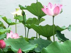 -莲花池公园