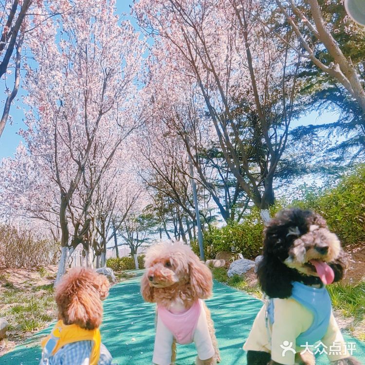 樱花季的旅行