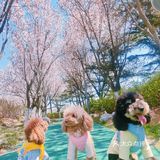 樱花季的旅行