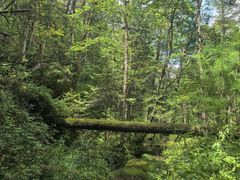 -五营红松林海景区