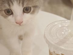 -楼上猫咖(罗湖店)