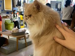 -平行世界·猫咖(首经贸店)