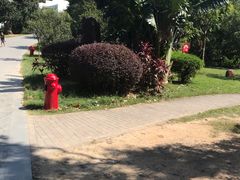 -中山市树木园