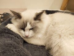 -Let's go狗咖·猫咖·奶狗·桌游(春熙路IFS店)