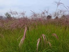 -汉长安城未央宫国家考古遗址公园