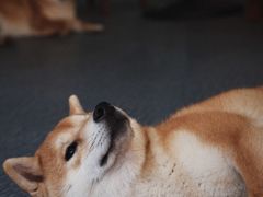 -柴源莊·柴小宠柴犬咖啡