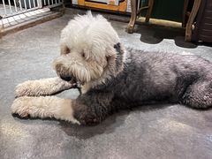 -more than meow吴止猫主题餐厅(承德 中船汇店)