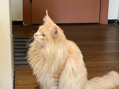 -有猫主题·治愈系猫咖(曾厝垵店)