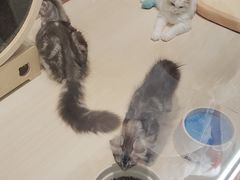 -momokira米努特·德文卷毛猫·棉花面纱犬