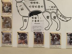 -有喵·猫咖·狗咖·30几只猫10只小狗(岗厦店)