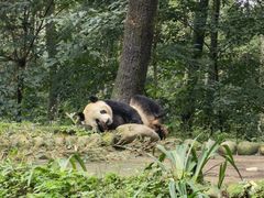 -中国大熊猫保护研究中心雅安碧峰峡基地