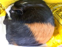 -北京观赏动物医院·24小时大型综合·猫专科·异宠专科