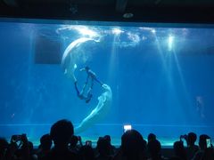 -芜湖新华联大白鲸海洋公园