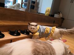 -啵啵喵·猫咖(攀华国际店)