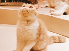 -飞行喵MR PILOT|猫舍·猫咖(静安大融城店)