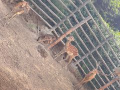 -青藏高原野生动物园