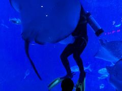 -烟台海昌鲸鲨海洋公园