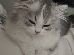 -lincat·猫舍(广州店)