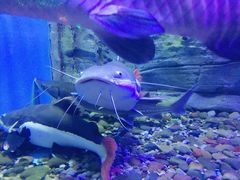 -芜湖新华联大白鲸海洋公园