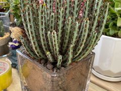 -金陵花卉交易市场