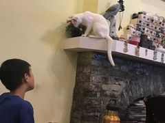 -猫色咖啡·猫咖