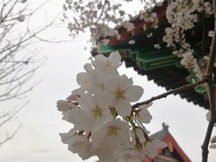 -终南山古楼观历史文化景区