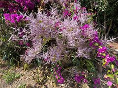 -优游吧斯邹族文化部落