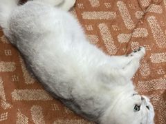 -佑安动物医院·全科·内窥镜中心(幸福巷店)