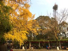 荷花池-四川大学(华西校区)