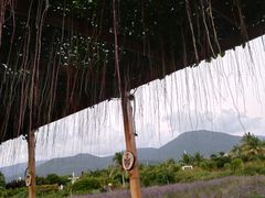 -亚龙湾国际玫瑰谷