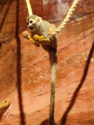 -Zoolung Zoolung动物主题公园(海信广场店)