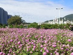 -玫瑰海岸文化旅游度假区