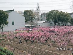 -田园东方蜜桃村的田野营地
