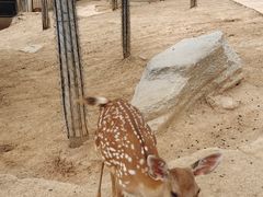 -石家庄市动物园