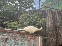 -保定市动物园