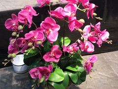 -双季花艺园艺市场(浦东店)