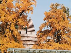 -北京石刻艺术博物馆(五塔寺)