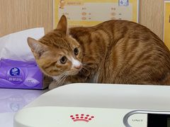 -谐和益家动物医院·免疫绝育·血液透析·宠保定点医院(高新伊藤分院)